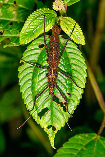 Stick insect on leaf, Bellavista, Ecuador Third stick insect found in a row, all having similar thorny appendages. For the zoomers, note how this one is covered in mites and springtails. Bellavista Cloud Forest,Ecuador,Ecuador 2021,Geotagged,South America,Spring,World