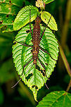 Stick insect on leaf, Bellavista, Ecuador Third stick insect found in a row, all having similar thorny appendages. For the zoomers, note how this one is covered in mites and springtails. Bellavista Cloud Forest,Ecuador,Ecuador 2021,Geotagged,South America,Spring,World