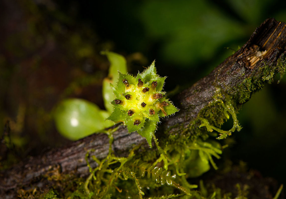 Eurystyles cotyledon - flower, Bellavista, Ecuador An orchid from the obscure Eurystyles genus. It looks so different in structure from other orchids that botanists for a long time considered it to be part of the ginger family. This one was blooming, but past its peak.<br />
<figure class="photo"><a href="https://www.jungledragon.com/image/126428/eurystyles_cotyledon_-_plant_bellavista_ecuador.html" title="Eurystyles cotyledon - plant, Bellavista, Ecuador"><img src="https://s3.amazonaws.com/media.jungledragon.com/images/2/126428_thumb.jpg?AWSAccessKeyId=05GMT0V3GWVNE7GGM1R2&Expires=1769040010&Signature=%2Bc1qGr2OdH4wrgez%2Bpw1QwixyhU%3D" width="200" height="134" alt="Eurystyles cotyledon - plant, Bellavista, Ecuador An orchid from the obscure Eurystyles genus. It looks so different in structure from other orchids that botanists for a long time considered it to be part of the ginger family. This one was blooming, but past its peak.<br />
https://www.jungledragon.com/image/126427/eurystyles_cotyledon_-_flower_bellavista_ecuador.html Bellavista Cloud Forest,Ecuador,Ecuador 2021,Eurystyles cotyledon,Geotagged,South America,Spring,World" /></a></figure> Bellavista Cloud Forest,Ecuador,Ecuador 2021,Eurystyles cotyledon,Geotagged,South America,Spring,World