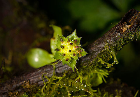 Eurystyles cotyledon