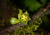 Eurystyles cotyledon - flower, Bellavista, Ecuador An orchid from the obscure Eurystyles genus. It looks so different in structure from other orchids that botanists for a long time considered it to be part of the ginger family. This one was blooming, but past its peak.<br />
https://www.jungledragon.com/image/126428/eurystyles_cotyledon_-_plant_bellavista_ecuador.html Bellavista Cloud Forest,Ecuador,Ecuador 2021,Eurystyles cotyledon,Geotagged,South America,Spring,World