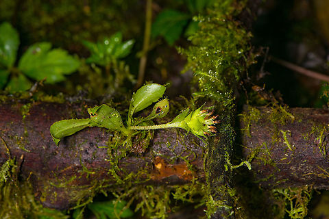 Eurystyles cotyledon - plant, Bellavista, Ecuador An orchid from the obscure Eurystyles genus. It looks so different in structure from other orchids that botanists for a long time considered it to be part of the ginger family. This one was blooming, but past its peak.
https://www.jungledragon.com/image/126427/eurystyles_cotyledon_-_flower_bellavista_ecuador.html Bellavista Cloud Forest,Ecuador,Ecuador 2021,Eurystyles cotyledon,Geotagged,South America,Spring,World