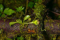 Eurystyles cotyledon - plant, Bellavista, Ecuador An orchid from the obscure Eurystyles genus. It looks so different in structure from other orchids that botanists for a long time considered it to be part of the ginger family. This one was blooming, but past its peak.<br />
https://www.jungledragon.com/image/126427/eurystyles_cotyledon_-_flower_bellavista_ecuador.html Bellavista Cloud Forest,Ecuador,Ecuador 2021,Eurystyles cotyledon,Geotagged,South America,Spring,World