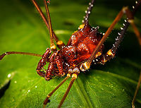 Phareicranaus hermosa - closeup, Bellavista, Ecuador A stunning species of harvestmen, characterized by its large heavily armored body that is generously decorated.<br />
https://www.jungledragon.com/image/126430/phareicranaus_hermosa_bellavista_ecuador.html<br />
Consider this other species found earlier in Colombia:<br />
<br />
https://www.jungledragon.com/image/70115/phareicranaus_gracilis_-_moonwalk_la_isla_escondida_colombia.html<br />
References used for the ID:<br />
https://www.margygreen.com/Invertebrates/Arachnida/Opiliones-Harvestmen/i-vKd9wkv/A<br />
https://www.flickr.com/photos/andreaskay/16181570299 Bellavista Cloud Forest,Ecuador,Ecuador 2021,Geotagged,Phareicranaus hermosa,South America,Spring,World
