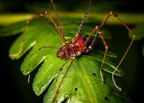 Phareicranaus hermosa, Bellavista, Ecuador A stunning species of harvestmen, characterized by its large heavily armored body that is generously decorated.
https://www.jungledragon.com/image/126429/phareicranaus_hermosa_-_closeup_bellavista_ecuador.html
Consider this other species found earlier in Colombia:

https://www.jungledragon.com/image/70115/phareicranaus_gracilis_-_moonwalk_la_isla_escondida_colombia.html
References used for the ID:
https://www.margygreen.com/Invertebrates/Arachnida/Opiliones-Harvestmen/i-vKd9wkv/A
https://www.flickr.com/photos/andreaskay/16181570299 Bellavista Cloud Forest,Ecuador,Ecuador 2021,Geotagged,Phareicranaus hermosa,South America,Spring,World