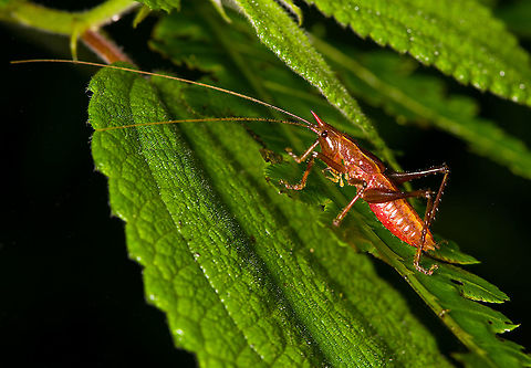 Rufous katydid, Bellavista, Ecuador Possibly juvenile, seems wingless. Possibly subf Conocephalinae. Bellavista Cloud Forest,Ecuador,Ecuador 2021,Geotagged,South America,Spring,World