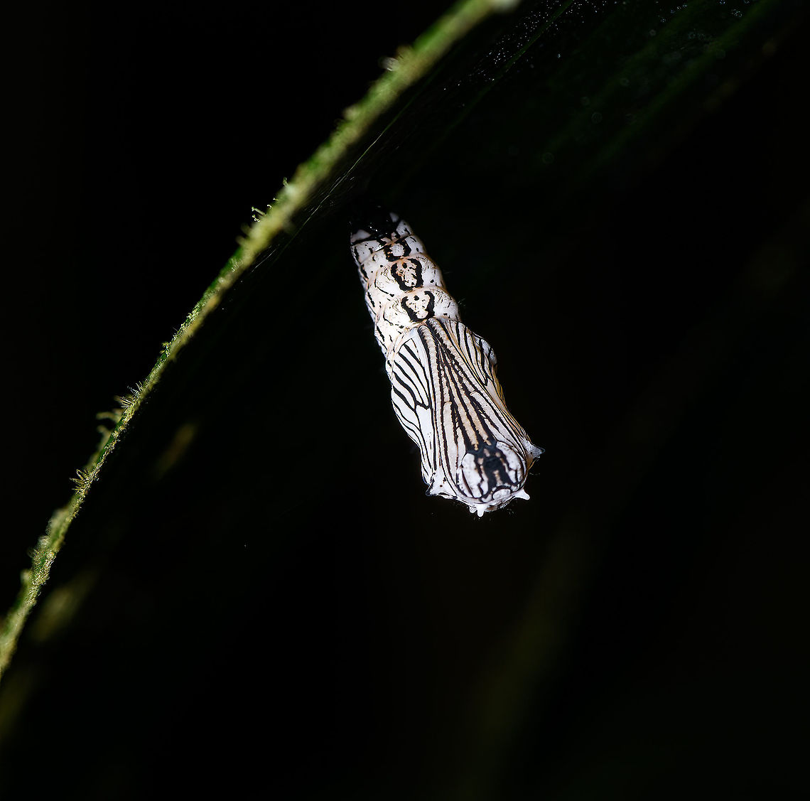 Actinote sp. pupa, Bellavista, Ecuador Found during a night tour in Bellavista on the underside of a leaf. ID based on earlier input by Christine on this post:<br />
<figure class="photo"><a href="https://www.jungledragon.com/image/126193/actinote_sp._pupa_under_leaf_bellavista_ecuador.html" title="Actinote sp. pupa under leaf, Bellavista, Ecuador"><img src="https://s3.amazonaws.com/media.jungledragon.com/images/2/126193_thumb.jpg?AWSAccessKeyId=05GMT0V3GWVNE7GGM1R2&Expires=1769040010&Signature=FSgegDnRAav4xFn7jqmzlRr2b9k%3D" width="200" height="150" alt="Actinote sp. pupa under leaf, Bellavista, Ecuador Smartphone snap of this black and white pupa(?) found attached to the underside of a leaf. Similar observation found during the night tour:<br />
https://www.jungledragon.com/image/126448/actinote_sp._pupa_bellavista_ecuador.html Bellavista Cloud Forest,Ecuador,Ecuador 2021,Geotagged,South America,Spring,World" /></a></figure><br />
Additional similar observation:<br />
<a href="https://www.flickr.com/photos/andreaskay/43705861275" rel="nofollow">https://www.flickr.com/photos/andreaskay/43705861275</a> Bellavista Cloud Forest,Ecuador,Ecuador 2021,Geotagged,South America,Spring,World