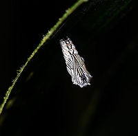 Actinote sp. pupa, Bellavista, Ecuador Found during a night tour in Bellavista on the underside of a leaf. ID based on earlier input by Christine on this post:<br />
https://www.jungledragon.com/image/126193/actinote_sp._pupa_under_leaf_bellavista_ecuador.html<br />
Additional similar observation:<br />
https://www.flickr.com/photos/andreaskay/43705861275 Bellavista Cloud Forest,Ecuador,Ecuador 2021,Geotagged,South America,Spring,World