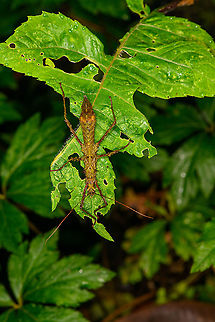 Thorny Stick insect on leaf, Bellavista, Ecuador Yet another invididual part of a group of similar observations during this night tour. I'm unsure if they're all part of the same genus/species. Others found:
https://www.jungledragon.com/image/126421/thorny_stick_insect_bellavista_ecuador.html
https://www.jungledragon.com/image/126424/stick_insect_hanging_under_leaf_bellavista_ecuador.html
https://www.jungledragon.com/image/126426/stick_insect_on_leaf_bellavista_ecuador.html Bellavista Cloud Forest,Ecuador,Ecuador 2021,Geotagged,South America,Spring,World
