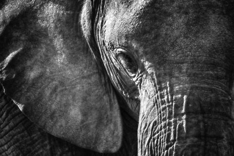 Eye to eye with an African Bush Elephant in Tanzania Elephants for sure are photographed to death. None of that matters though when having an eye-to-eye meeting with one in the wild. You then get to experience how they radiate strength, wisdom and care. Do not make the mistake of testing their friendliness though, as it may turn against you. Sadly, a tourist was fatally injured by a young elephant at this place, only 3 days after this photo was taken. By a young elephant, one very similar to this one. Admire, but keep your distance. Africa,African bush elephant,Loxodonta africana,Tanzania,Tarangire,Tarangire National Park
