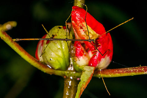 Thin phasmid, Bellavista, Ecuador Unsure if a nymph. Bellavista Cloud Forest,Ecuador,Ecuador 2021,Geotagged,South America,Spring,World