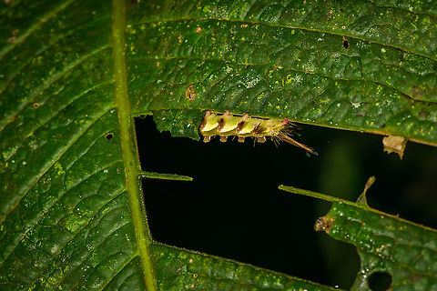 Caterpillar feeding on leaf, Bellavista, Ecuador Row-based feeding. Bellavista Cloud Forest,Ecuador,Ecuador 2021,Geotagged,South America,Spring,World
