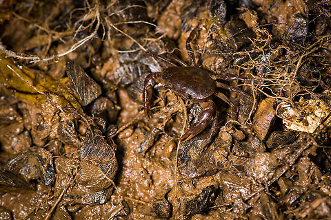 Strengeriana huilensis, Bellavista, Ecuador If my ID is correct, this one is from the family Pseudothelphusidae (neotropical freshwater crabs) that originated from the Antilles and then migrated to high elevation mountain streams. The place it is found (Bellavisa) has an elevation range of 1,400 - 2,600m.

I've checked many species and most seem strongly range-bound. That said, information is sparse, so ID is tentative. Bellavista Cloud Forest,Ecuador,Ecuador 2021,Geotagged,South America,Spring,Strengeriana huilensis,World