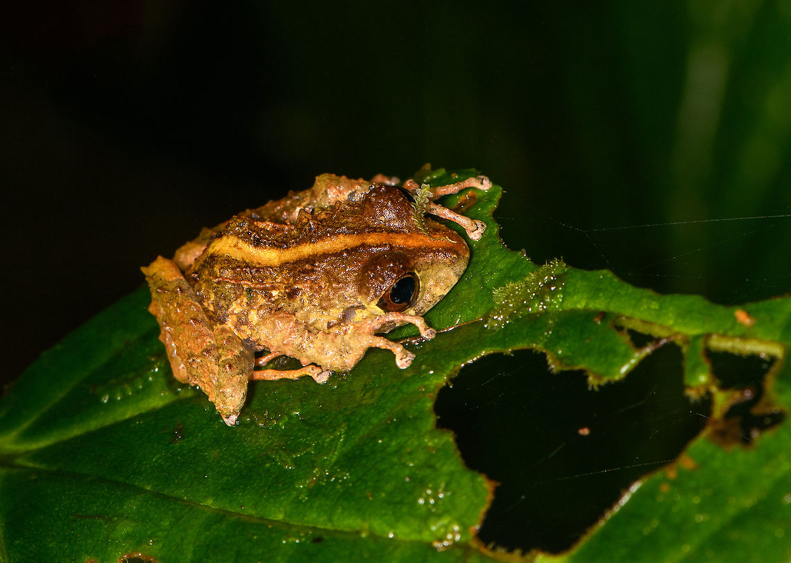 Pristimantis sp1, Bellavista, Ecuador Useful ID guide:<br />
<a href="https://www.tropicalherping.com/posters/frogs_mindo.html" rel="nofollow">https://www.tropicalherping.com/posters/frogs_mindo.html</a><br />
<br />
ID candidates by John Sullivan: Pristimantis crenunguis and male Pristimantis labiosus<br />
<figure class="photo"><a href="https://www.jungledragon.com/image/126454/pristimantis_sp1_-_side_view_bellavista_ecuador.html" title="Pristimantis sp1 - side view, Bellavista, Ecuador"><img src="https://s3.amazonaws.com/media.jungledragon.com/images/2/126454_thumb.jpg?AWSAccessKeyId=05GMT0V3GWVNE7GGM1R2&Expires=1759968010&Signature=cZen%2FZl20MRuQRbCiLL8ePSOShU%3D" width="200" height="148" alt="Pristimantis sp1 - side view, Bellavista, Ecuador Useful ID guide:<br />
https://www.tropicalherping.com/posters/frogs_mindo.html<br />
<br />
ID candidates by John Sullivan: Pristimantis crenunguis and male Pristimantis labiosus<br />
https://www.jungledragon.com/image/126453/pristimantis_sp1_bellavista_ecuador.html Bellavista Cloud Forest,Ecuador,Ecuador 2021,Geotagged,South America,Spring,World" /></a></figure> Bellavista Cloud Forest,Ecuador,Ecuador 2021,Geotagged,South America,Spring,World