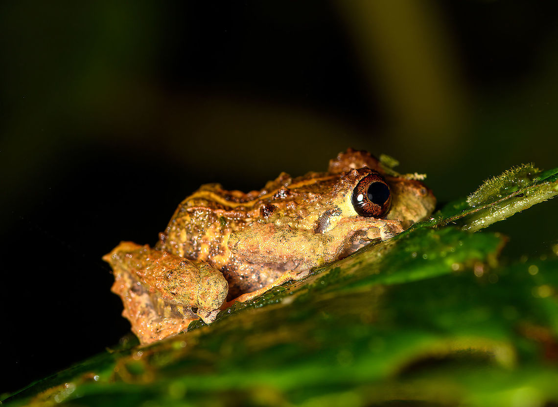 Pristimantis sp1 - side view, Bellavista, Ecuador Useful ID guide:<br />
<a href="https://www.tropicalherping.com/posters/frogs_mindo.html" rel="nofollow">https://www.tropicalherping.com/posters/frogs_mindo.html</a><br />
<br />
ID candidates by John Sullivan: Pristimantis crenunguis and male Pristimantis labiosus<br />
<figure class="photo"><a href="https://www.jungledragon.com/image/126453/pristimantis_sp1_bellavista_ecuador.html" title="Pristimantis sp1, Bellavista, Ecuador"><img src="https://s3.amazonaws.com/media.jungledragon.com/images/2/126453_thumb.jpg?AWSAccessKeyId=05GMT0V3GWVNE7GGM1R2&Expires=1759968010&Signature=tpTZmRTOMdm4Hd%2B1GkYmTCJlFE8%3D" width="200" height="144" alt="Pristimantis sp1, Bellavista, Ecuador Useful ID guide:<br />
https://www.tropicalherping.com/posters/frogs_mindo.html<br />
<br />
ID candidates by John Sullivan: Pristimantis crenunguis and male Pristimantis labiosus<br />
https://www.jungledragon.com/image/126454/pristimantis_sp1_-_side_view_bellavista_ecuador.html Bellavista Cloud Forest,Ecuador,Ecuador 2021,Geotagged,South America,Spring,World" /></a></figure> Bellavista Cloud Forest,Ecuador,Ecuador 2021,Geotagged,South America,Spring,World