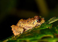 Pristimantis sp1 - side view, Bellavista, Ecuador Useful ID guide:<br />
https://www.tropicalherping.com/posters/frogs_mindo.html<br />
<br />
ID candidates by John Sullivan: Pristimantis crenunguis and male Pristimantis labiosus<br />
https://www.jungledragon.com/image/126453/pristimantis_sp1_bellavista_ecuador.html Bellavista Cloud Forest,Ecuador,Ecuador 2021,Geotagged,South America,Spring,World