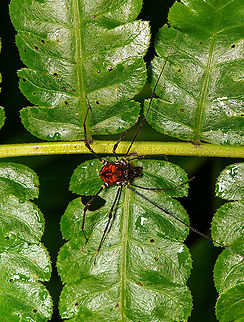 Clinocippus albater - top view, Bellavista, Ecuador An obscure arthropod. Based on the little information out there, the fused dorsal spines as seen here are rare and only found in genus Clinocippus, which is monotypical and only contains species Clinocippus albater. It is considered that this genus is understudied so it may extend into multiple species in the future.
https://www.jungledragon.com/image/126459/clinocippus_albater_bellavista_ecuador.html Bellavista Cloud Forest,Clinocippus albater,Ecuador,Ecuador 2021,Geotagged,South America,Spring,World