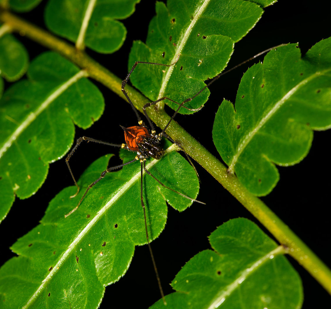 Clinocippus albater, Bellavista, Ecuador An obscure arthropod. Based on the little information out there, the fused dorsal spines as seen here are rare and only found in genus Clinocippus, which is monotypical and only contains species Clinocippus albater. It is considered that this genus is understudied so it may extend into multiple species in the future.<br />
<figure class="photo"><a href="https://www.jungledragon.com/image/126457/clinocippus_albater_-_top_view_bellavista_ecuador.html" title="Clinocippus albater - top view, Bellavista, Ecuador"><img src="https://s3.amazonaws.com/media.jungledragon.com/images/2/126457_thumb.jpg?AWSAccessKeyId=05GMT0V3GWVNE7GGM1R2&Expires=1767225610&Signature=U9xETCj1z9%2FYWdZTESE9VzLEsGk%3D" width="116" height="152" alt="Clinocippus albater - top view, Bellavista, Ecuador An obscure arthropod. Based on the little information out there, the fused dorsal spines as seen here are rare and only found in genus Clinocippus, which is monotypical and only contains species Clinocippus albater. It is considered that this genus is understudied so it may extend into multiple species in the future.<br />
https://www.jungledragon.com/image/126459/clinocippus_albater_bellavista_ecuador.html Bellavista Cloud Forest,Clinocippus albater,Ecuador,Ecuador 2021,Geotagged,South America,Spring,World" /></a></figure> Bellavista Cloud Forest,Clinocippus albater,Ecuador,Ecuador 2021,Geotagged,South America,Spring,World