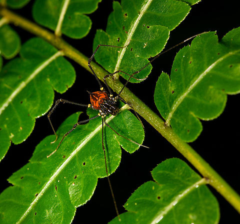 Clinocippus albater, Bellavista, Ecuador An obscure arthropod. Based on the little information out there, the fused dorsal spines as seen here are rare and only found in genus Clinocippus, which is monotypical and only contains species Clinocippus albater. It is considered that this genus is understudied so it may extend into multiple species in the future.
https://www.jungledragon.com/image/126457/clinocippus_albater_-_top_view_bellavista_ecuador.html Bellavista Cloud Forest,Clinocippus albater,Ecuador,Ecuador 2021,Geotagged,South America,Spring,World