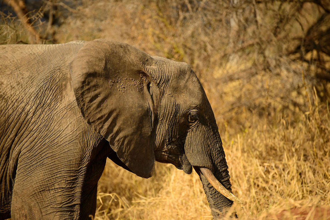 Male African elephant feeding in Tarangire, Tanzania  Africa,African bush elephant,Loxodonta africana,Tanzania,Tarangire,Tarangire National Park