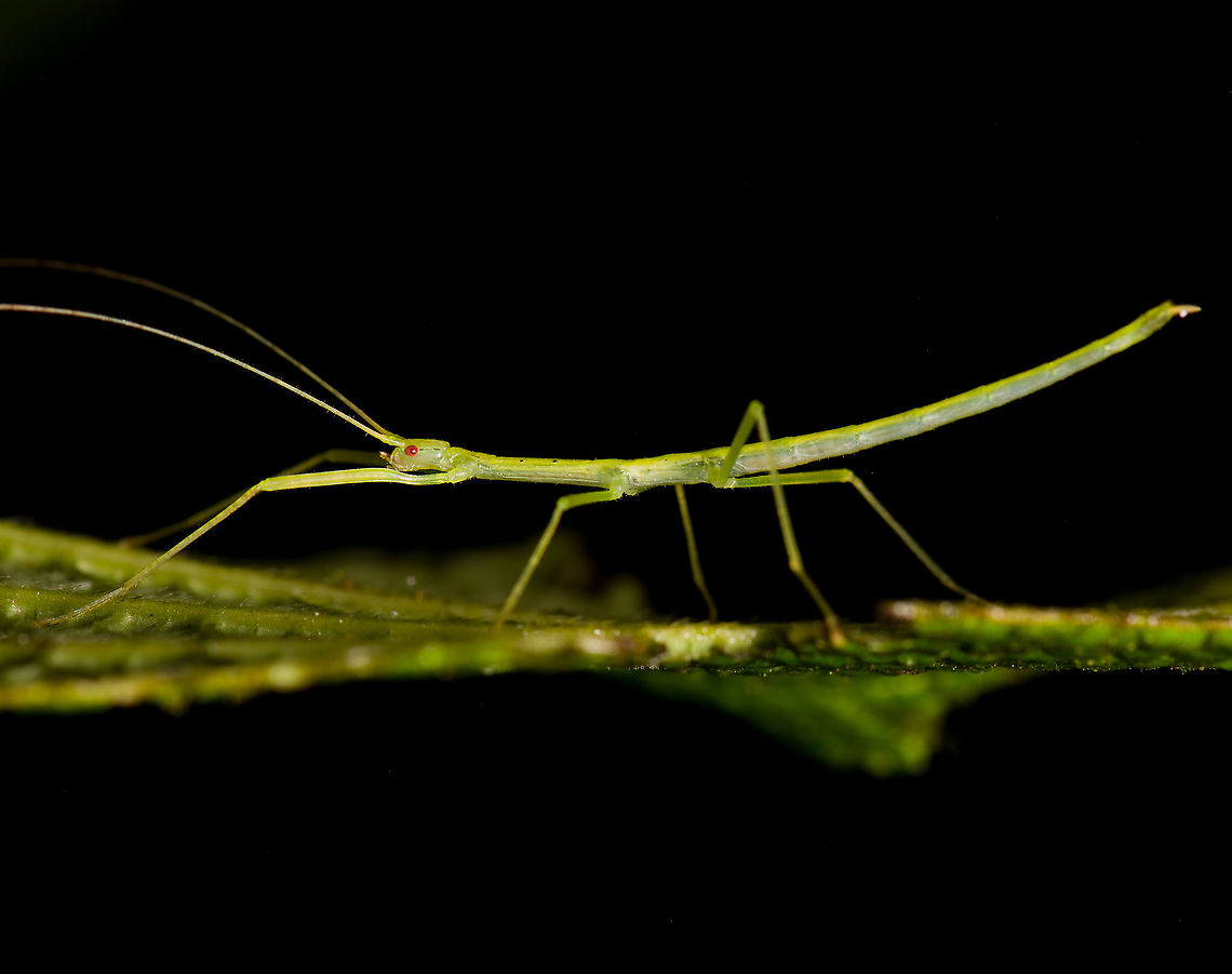 Thin green stick insect, Bellavista, Ecuador  Bellavista Cloud Forest,Ecuador,Ecuador 2021,Geotagged,South America,Spring,World