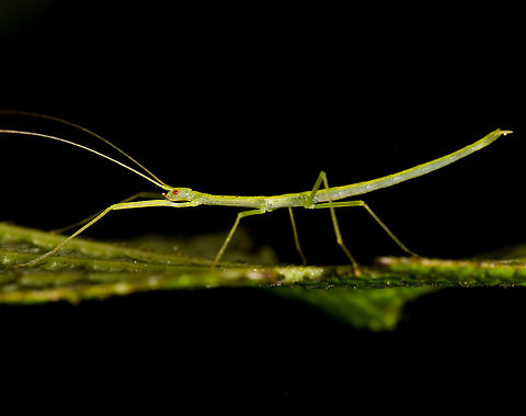 Thin green stick insect, Bellavista, Ecuador  Bellavista Cloud Forest,Ecuador,Ecuador 2021,Geotagged,South America,Spring,World