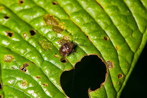Flea beetle (Epitrix sp.), Bellavista, Ecuador A leaf beetle and given its oversized hind legs, likely a flea beetle. Genus Epitrix is my guess. Bellavista Cloud Forest,Ecuador,Ecuador 2021,Geotagged,South America,Spring,World