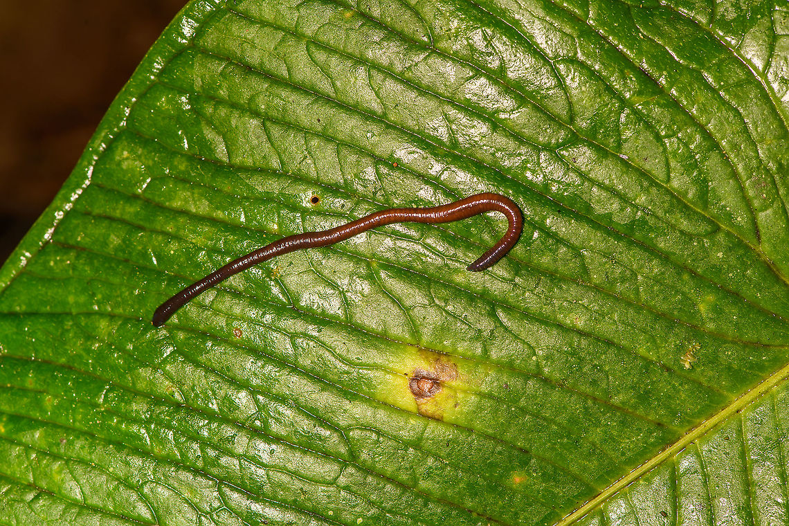 Earthworm on leaf, Bellavista, Ecuador Given the amount of natural enemies and their natural behavior, I find it odd to find one on a leaf? Bellavista Cloud Forest,Ecuador,Ecuador 2021,Geotagged,South America,Spring,World
