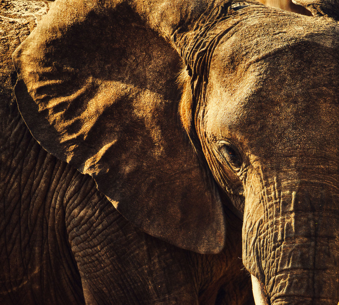 Young male African Bush Elephant - closeup Tarangire, Tanzania. Africa,African bush elephant,Loxodonta africana,Tanzania,Tarangire,Tarangire National Park