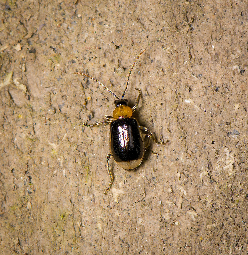Flea beetle (Asphaera sp.), Bellavista, Ecuador Small flea beetle found on a wall. Genus Asphaera seems to have similar species, but I'm unsure. Bellavista Cloud Forest,Ecuador,Ecuador 2021,Geotagged,South America,Spring,World