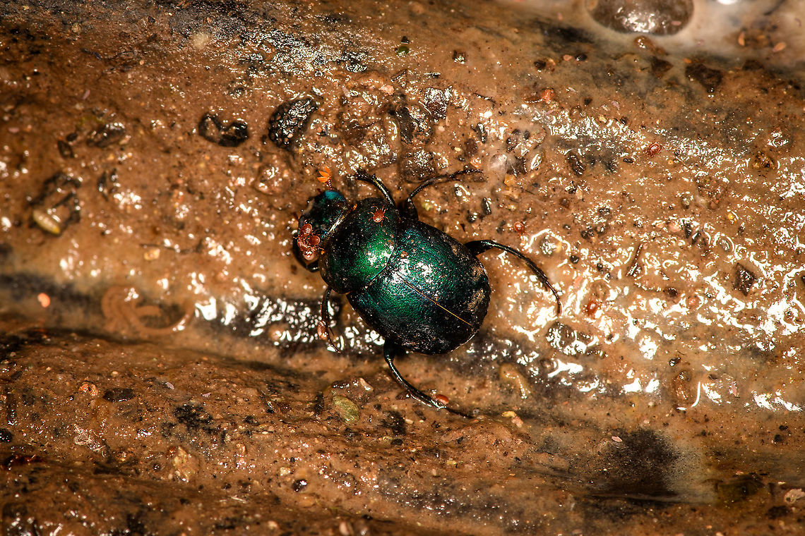 Green dung beetle, Bellavista, Ecuador A mite-infested green/blue dung beetle found on the forest floor at night. Could be genus Canthon. Bellavista Cloud Forest,Ecuador,Ecuador 2021,Geotagged,South America,Spring,World