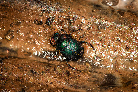 Green dung beetle, Bellavista, Ecuador A mite-infested green/blue dung beetle found on the forest floor at night. Could be genus Canthon. Bellavista Cloud Forest,Ecuador,Ecuador 2021,Geotagged,South America,Spring,World