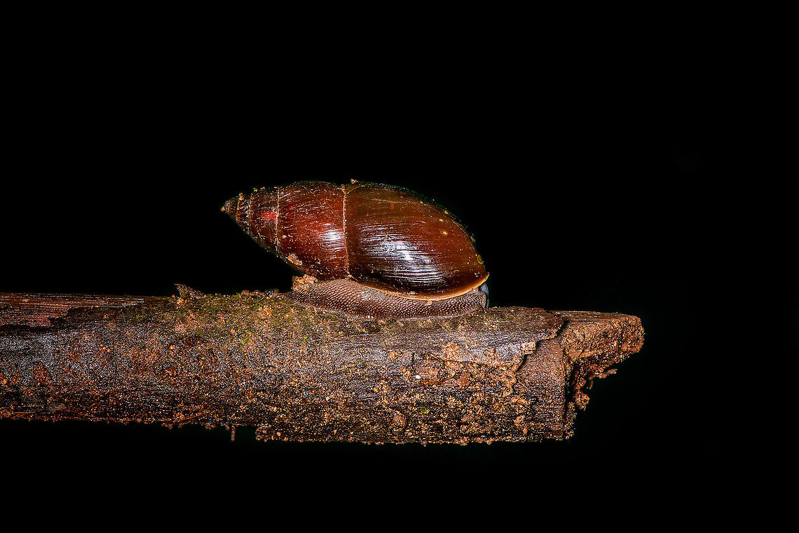 Large Neotropical slug, Bellavista, Ecuador We didn't measure it but I remember it as quite large, perhaps 8cm. Sorry for the poor photo, had some exposure issues during the capture. Bellavista Cloud Forest,Ecuador,Ecuador 2021,Geotagged,South America,Spring,World