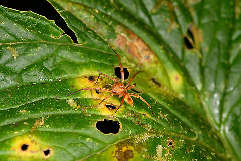 Spider on the go, Bellavista, Ecuador Found at night. Bellavista Cloud Forest,Ecuador,Ecuador 2021,Geotagged,South America,Spring,World
