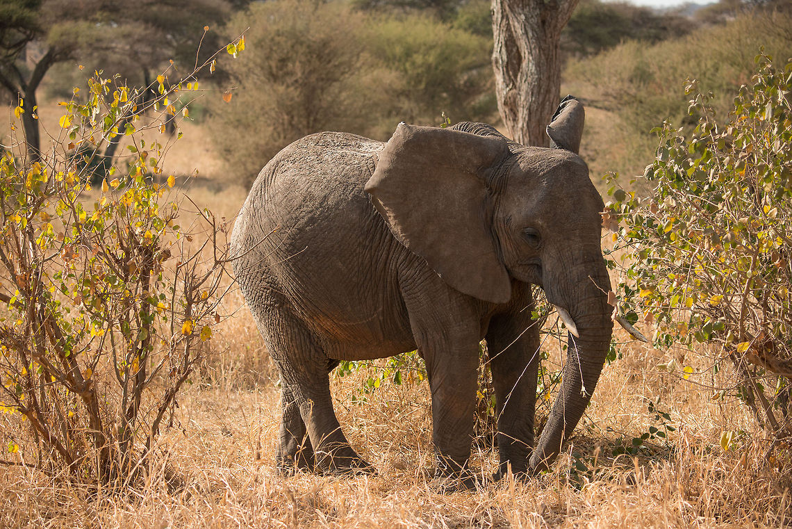 Young African Elephant at Tarangire, Tanzania  Africa,African bush elephant,Loxodonta africana,Tanzania,Tarangire,Tarangire National Park