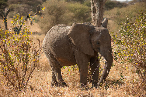 Young African Elephant at Tarangire, Tanzania  Africa,African bush elephant,Loxodonta africana,Tanzania,Tarangire,Tarangire National Park
