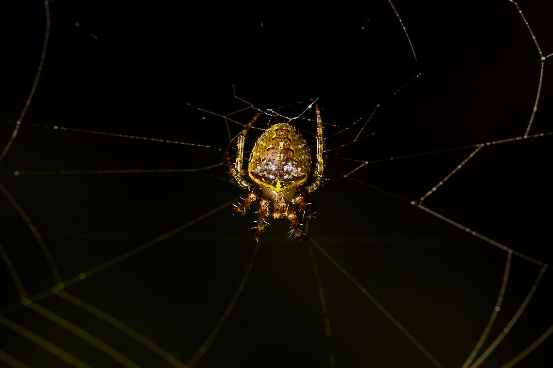 Small orbweaver, Bellavista, Ecuador  Bellavista Cloud Forest,Ecuador,Ecuador 2021,Geotagged,South America,Spring,World