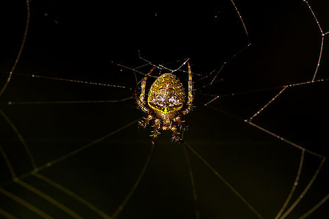 Small orbweaver, Bellavista, Ecuador  Bellavista Cloud Forest,Ecuador,Ecuador 2021,Geotagged,South America,Spring,World