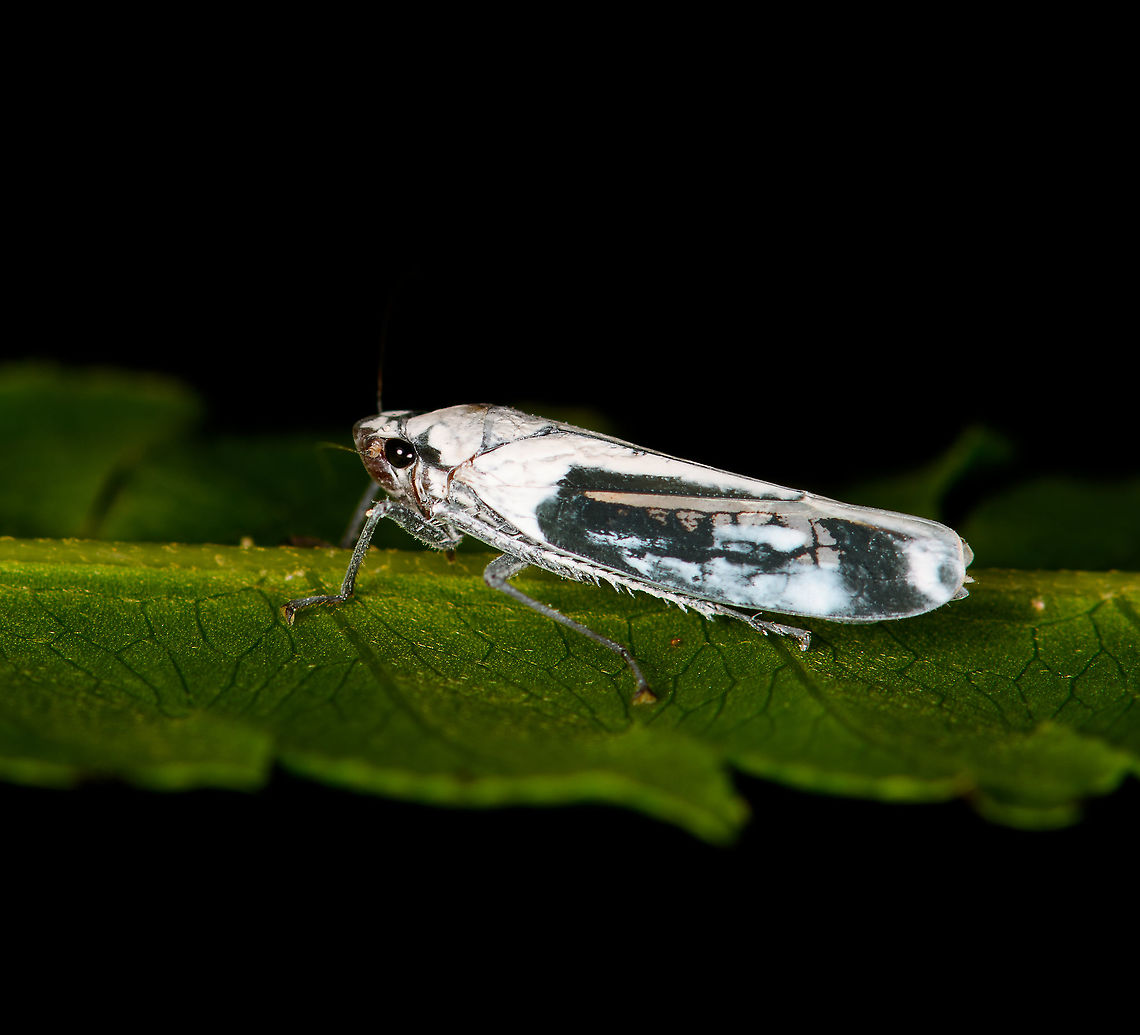 Onega orphne, Bellavista, Ecuador Similar but without ID:<br />
<a href="https://www.flickr.com/photos/andreaskay/7029788203/in/album-72157629539330186/" rel="nofollow">https://www.flickr.com/photos/andreaskay/7029788203/in/album-72157629539330186/</a> Bellavista Cloud Forest,Ecuador,Ecuador 2021,Geotagged,Onega orphne,South America,Spring,World