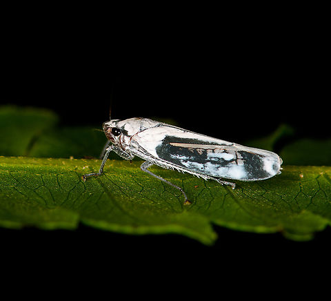 Onega orphne, Bellavista, Ecuador Similar but without ID:
https://www.flickr.com/photos/andreaskay/7029788203/in/album-72157629539330186/ Bellavista Cloud Forest,Ecuador,Ecuador 2021,Geotagged,Onega orphne,South America,Spring,World