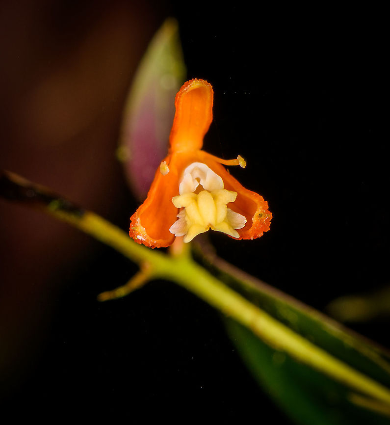 Epidendrum embreei flower, Bellavista, Ecuador Miniature orchid, endemic to Ecuador.<br />
<figure class="photo"><a href="https://www.jungledragon.com/image/126485/epidendrum_embreei_bellavista_ecuador.html" title="Epidendrum embreei, Bellavista, Ecuador"><img src="https://s3.amazonaws.com/media.jungledragon.com/images/2/126485_thumb.jpg?AWSAccessKeyId=05GMT0V3GWVNE7GGM1R2&Expires=1759968010&Signature=9Lvg3DfBgeau9LoW%2B3EtGU4ssW0%3D" width="200" height="134" alt="Epidendrum embreei, Bellavista, Ecuador Size reference of this miniature orchid endemic to Ecuador. Manuel Espejo, our guide, is holding the flower.<br />
https://www.jungledragon.com/image/126482/epidendrum_embreei_flower_bellavista_ecuador.html<br />
Note that this species is also known by the synonym Epidendrum spathatum. Not all platforms correctly reflect this, but GBIF does. Bellavista Cloud Forest,Ecuador,Ecuador 2021,Epidendrum embreei,Geotagged,South America,Spring,World" /></a></figure><br />
Note that this species is also known by the synonym Epidendrum spathatum. Not all platforms correctly reflect this, but GBIF does. Bellavista Cloud Forest,Ecuador,Ecuador 2021,Epidendrum embreei,Geotagged,South America,Spring,World