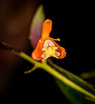 Epidendrum embreei flower, Bellavista, Ecuador Miniature orchid, endemic to Ecuador.<br />
https://www.jungledragon.com/image/126485/epidendrum_embreei_bellavista_ecuador.html<br />
Note that this species is also known by the synonym Epidendrum spathatum. Not all platforms correctly reflect this, but GBIF does. Bellavista Cloud Forest,Ecuador,Ecuador 2021,Epidendrum embreei,Geotagged,South America,Spring,World
