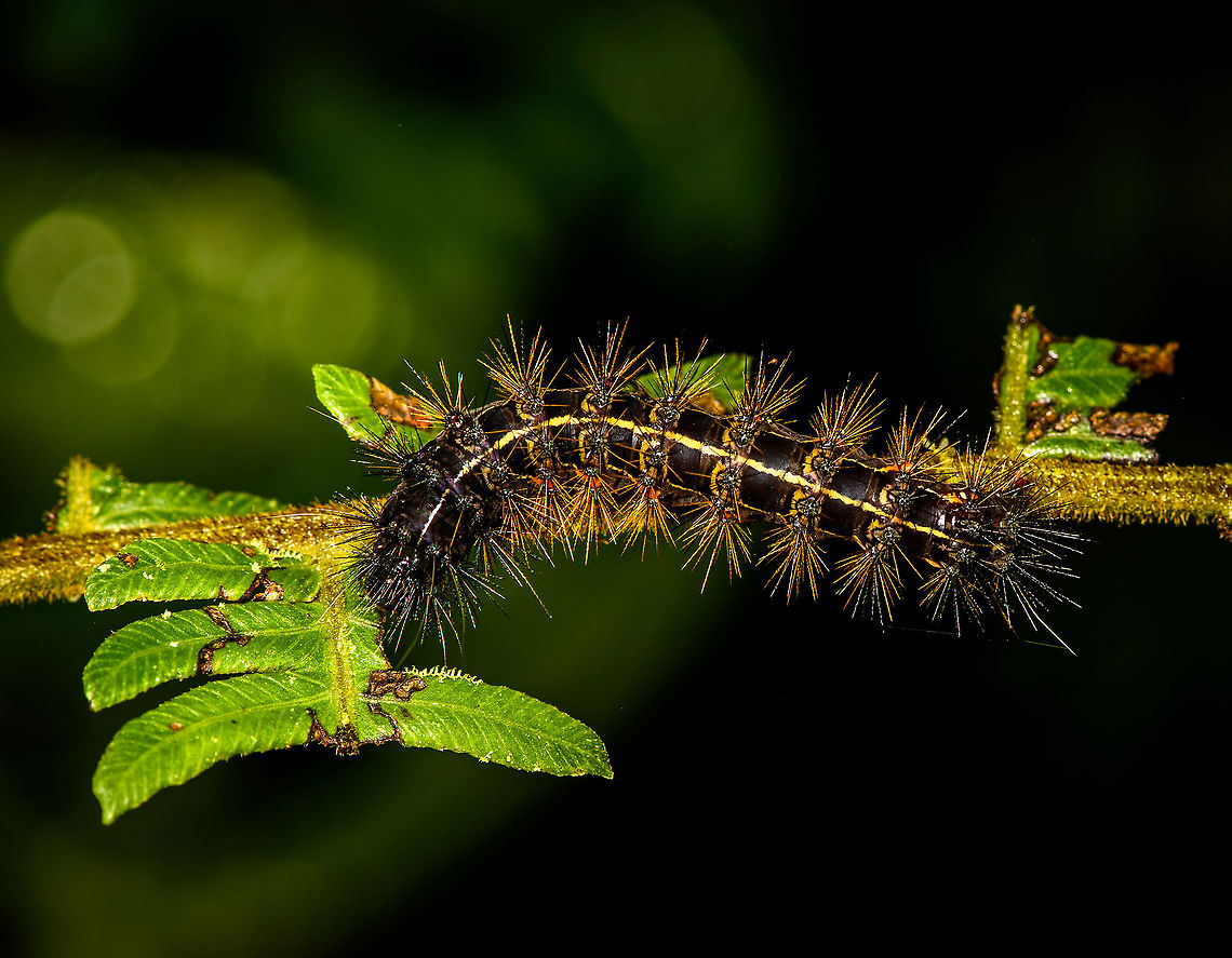Hairy caterpillar, Bellavista, Ecuador Possibly of a Erebidae moth, but not sure. Bellavista Cloud Forest,Ecuador,Ecuador 2021,Geotagged,South America,Spring,World