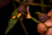 Epidendrum embreei, Bellavista, Ecuador Size reference of this miniature orchid endemic to Ecuador. Manuel Espejo, our guide, is holding the flower.<br />
https://www.jungledragon.com/image/126482/epidendrum_embreei_flower_bellavista_ecuador.html<br />
Note that this species is also known by the synonym Epidendrum spathatum. Not all platforms correctly reflect this, but GBIF does. Bellavista Cloud Forest,Ecuador,Ecuador 2021,Epidendrum embreei,Geotagged,South America,Spring,World