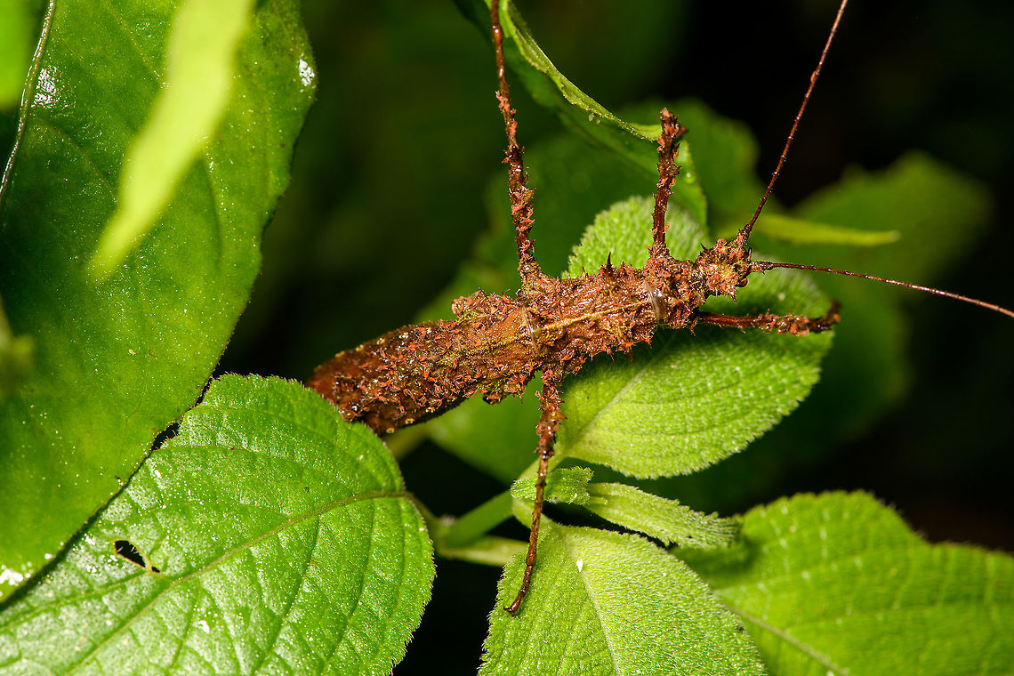 Mite-infested phasmid, Bellavista, Ecuador Very thick phasmid that is heavily infested by mites. Found during a night tour. Bellavista Cloud Forest,Ecuador,Ecuador 2021,Geotagged,South America,Spring,World