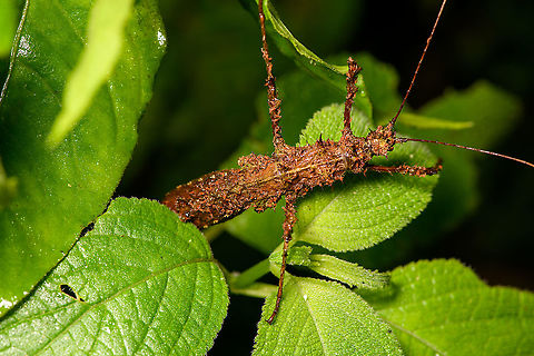 Mite-infested phasmid, Bellavista, Ecuador Very thick phasmid that is heavily infested by mites. Found during a night tour. Bellavista Cloud Forest,Ecuador,Ecuador 2021,Geotagged,South America,Spring,World