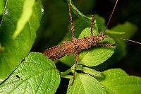 Mite-infested phasmid, Bellavista, Ecuador Very thick phasmid that is heavily infested by mites. Found during a night tour. Bellavista Cloud Forest,Ecuador,Ecuador 2021,Geotagged,South America,Spring,World