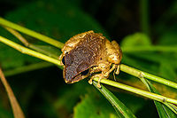 W Rainfrog, Bellavista, Ecuador https://www.jungledragon.com/image/126488/w_rainfrog_-_side_view_bellavista_ecuador.html<br />
Although it has a darker back, I believe this to be the same species as seen earlier in the same night tour:<br />
<br />
https://www.jungledragon.com/image/126417/w_rainfrog_or_zurucuchu_robber_frog_bellavista_ecuador.html Bellavista Cloud Forest,Ecuador,Ecuador 2021,Geotagged,Pristimantis w-nigrum,South America,Spring,World,Zurucuchu robber frog