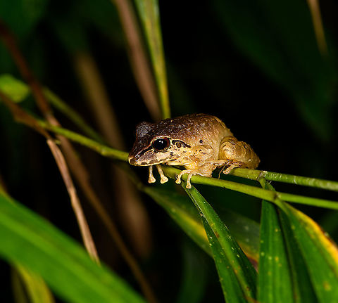 W Rainfrog - side view, Bellavista, Ecuador https://www.jungledragon.com/image/126487/w_rainfrog_bellavista_ecuador.html
Although it has a darker back, I believe this to be the same species as seen earlier in the same night tour:

https://www.jungledragon.com/image/126417/w_rainfrog_or_zurucuchu_robber_frog_bellavista_ecuador.html Bellavista Cloud Forest,Ecuador,Ecuador 2021,Geotagged,Pristimantis w-nigrum,South America,Spring,World,Zurucuchu robber frog