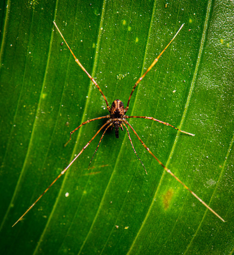 Black/yellow harvestman, Bellavista, Ecuador I've not been able to find anything looking close to this, I'm thinking it might be a nymph. Bellavista Cloud Forest,Ecuador,Ecuador 2021,Geotagged,South America,Spring,World